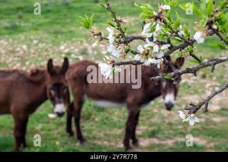 I fiori bianchi di un mandorlo fioriscono di fronte a un pascolo con due asini a Maiorca, nelle Isole Baleari, in Spagna, in Europa Foto Stock