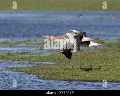 Tre oche Greylag (anser anser) volano in formazione a WWT Slimbridge. Foto Stock