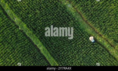 Il coltivatore di riso lavora in una risaia situata a Ubud, isola di Bali, Indonesia. Foto Stock