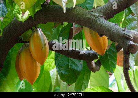 Theobroma cacao, cacao, frutti gialli contenenti fagioli di cacao, cacao, Foto Stock