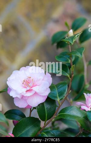 Camellia maliflora, Camellia maliflora Betty McCaskill, Camellia sasanqua Flore Pleno, rosa, rosa, rosso rosa colorato e marginato, anthers d'oro Foto Stock