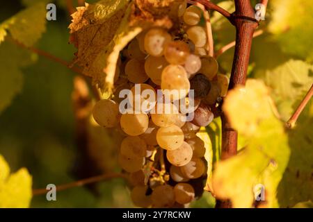 Muffa nobile di un'uva da vino, uva botrytised in sole Foto Stock