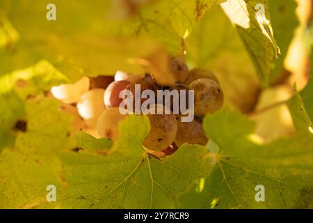 Muffa nobile di un'uva da vino, uva botrytised in sole Foto Stock