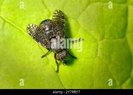 Platystoma seminationis - la bocca larga vola dorsale su una foglia verde Foto Stock