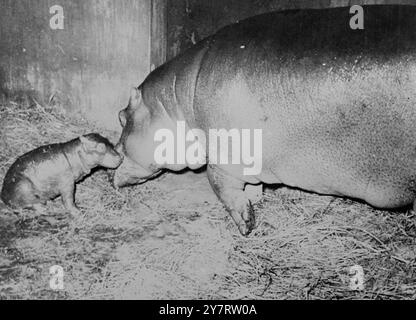 PROPRIO COME MOM 9.7.53 foto mostra : è difficile capire che l'ippopotamo piccolo e succulento nello zoo di Gelsenkirchen, in Germania, un giorno sarà noioso come sua madre. Qui ha solo tre giorni. 9 luglio 1953 Foto Stock