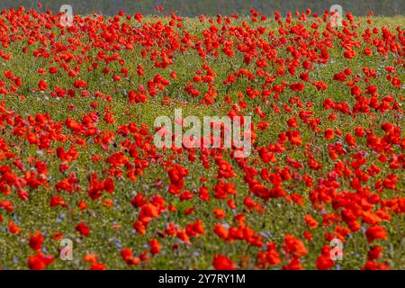 Un campo di papaveri vibranti nel Sussex rurale, con particolare attenzione alla distanza Foto Stock