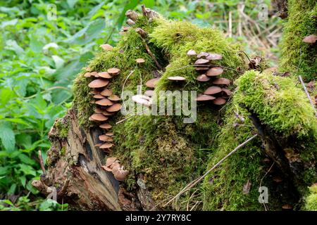 Scudo di cervo come funghi Pluteus cervinus marrone liscio cappucci leggermente conici multipli in strati su vecchio ceppo d'albero coperto di muschio a fine estate Foto Stock