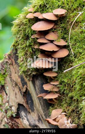 Scudo di cervo come funghi Pluteus cervinus marrone liscio cappucci leggermente conici multipli in strati su vecchio ceppo d'albero coperto di muschio a fine estate Foto Stock