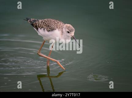 Stilt Himantopus himantopus giovanile dalle ali nere visto qui che si nutrono al RSPB Frampton Marsh, il primo ad essersi allevato nel Lincolnshire, regno unito Foto Stock