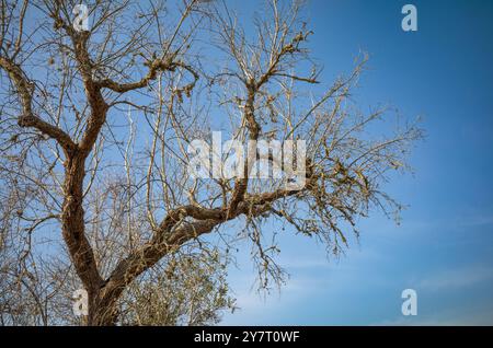 Un olivo maturo morente e malato ucciso da Xylella fastidiosa, un batterio mortale trasportato da insetti che hanno avuto origine in Costa Rica. La b Foto Stock