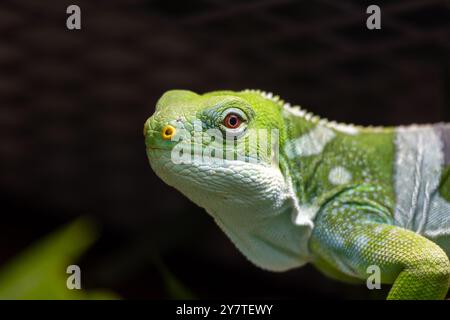 Una lucertola verde con un naso giallo sta fissando la fotocamera Foto Stock