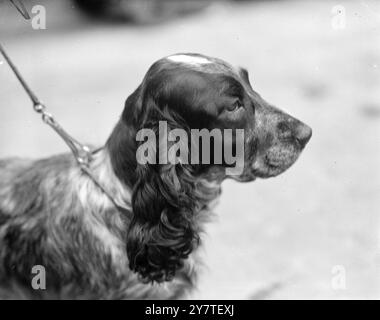 Tracey Witch of Ware - Vincitore di Crufts per la seconda volta .10 febbraio 1950 Foto Stock