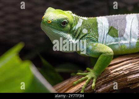 Una lucertola verde con un naso giallo sta fissando la fotocamera Foto Stock