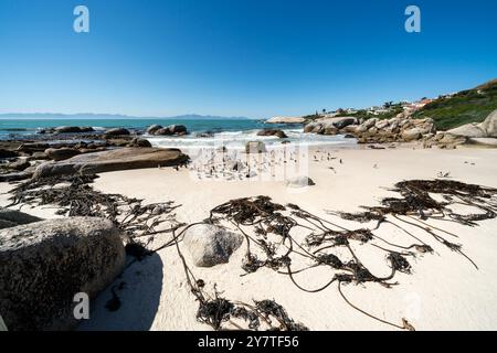 Pinguini africani, o pinguini di sciacallo, o Spheniscus demersus, o pinguino di Capo. Colonia di Boulders Beach vicino a Simons Town, Sudafrica Foto Stock