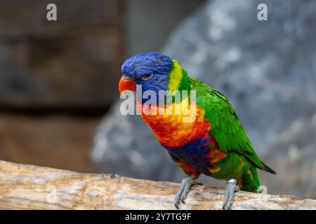 Un pappagallo colorato è appollaiato su un ramo Foto Stock