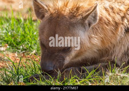 Primo piano di una iena maculata (Crocuta crocuta), conosciuta anche come la iena ridendo, mangiando resti di leoni uccisi nel Kgalagadi Transborder Park, South AF Foto Stock