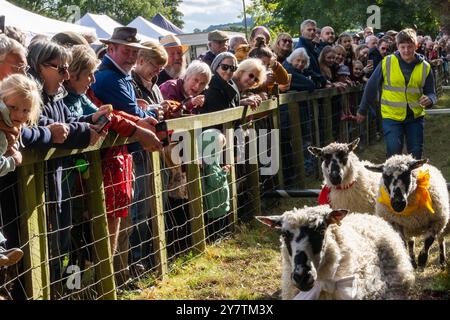 Corse di pecore alla Masham Sheep Fair, Masham, vicino a Ripon, North Yorkshire, Regno Unito Foto Stock