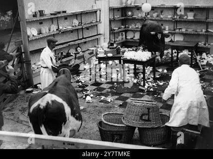 BULL IN CHINA SHOP - NON SCHERZARE! Malvern, Worcester, Inghilterra: Il cliche "Bull in a China Shop" prende vita nei panni di Madersfield Champion, un premio di quattro anni, Red Ayrshire affronta il lavoro di distruzione in un negozio cinese qui vicino. Tanto per cominciare, il campione non si è presentato come ci si aspettava da lui - si è guardato intorno - fino a quando la sua amica (in primo piano) è stata portata sulla scena. Poi si e' davvero incrinato. Tutto ciò - usando bicchieri, tazze e piattini di qualità inferiore - è stato incoraggiato. Durante il naufragio le telecamere girarono, per il Bull in a China Shop era stato girato Foto Stock