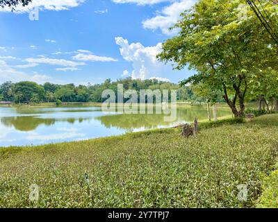 La lussureggiante erba verde incontra le tranquille acque del lago. Tranquillo scenario di un lago tranquillo circondato da lussureggianti prati e alberi, perfetto per la natura e i viaggi Foto Stock