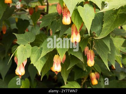 Abutilon milleri, un arbusto sempreverde in fiore, con petali gialli e calici rossi; in fiore a Norfolk Regno Unito Foto Stock