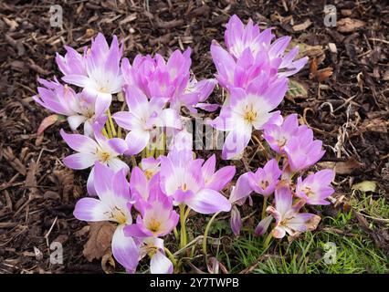 Autumn Crocus, Colchicum autumnale, - pink flowers in autumn and green leaves in spring. Flowers flowering in Norfolk, UK Foto Stock