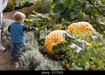 Un bambino che guarda le zucche giganti che crescono in un'area di zucca sotto il sole autunnale, pronto per halloween, Regno Unito. Zucche UK Foto Stock