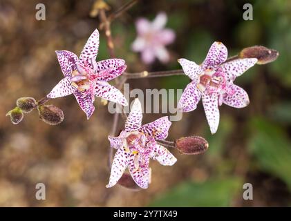 Giglio di rospo giapponese; Tricyrtis hirta, in fiore; fiori perenni decidui originari del Giappone Foto Stock