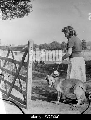 Un CANE È CHIAMATO AL SERVIZIO DI GUERRA Un certo numero di cani sono stati prestati al governo dai loro proprietari per la formazione, per svolgere un lavoro utile nei servizi anti sabotaggio. Questi cani devono essere utilizzati per compiti di guardia e sono sottoposti a un processo di mesi, durante il quale sono addestrati a dare avvertimenti tramite cartelli, non abbaiando. Questa serie di immagini mostra la chiamata di Towsa, un cane appartenente a Sheila West, da Barnet, che ha offerto il suo cane al governo per l'addestramento. Mostra fotografici: "Towsa" fa il suo ultimo sguardo prima di essere portato via dalla donna che lo comanda, nel deposito dove deve essere addestrato. Foto Stock