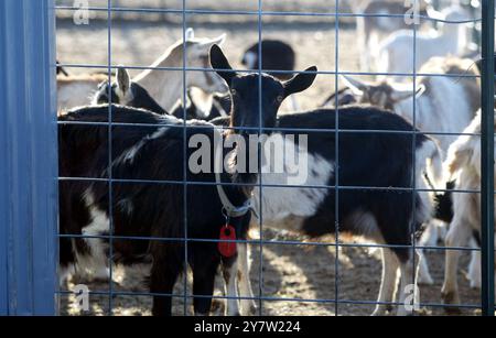 New Plymouth, ID.,--Goats iat The Fink Ranch notte di venerdì 20 aprile 2002. Ted Fink e sua moglie Susan si trasferirono dalla San Francisco Bay area a Ihado e divennero allevatori di capre. Si ergono vicino a 90 capre, quattro mucche e due cavalli su 60 acri Foto Stock