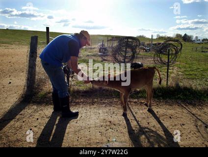 New Plymouth, Idaho.,-- Ted Fink bottiglia dar da mangiare a Barney venerdì 20 aprile 2002. Ted Fink e sua moglie Susan si trasferirono dalla San Francisco Bay area a Ihado e divennero allevatori di capre. Si ergono vicino a 90 capre, quattro mucche e due cavalli su 60 acri. Foto Stock