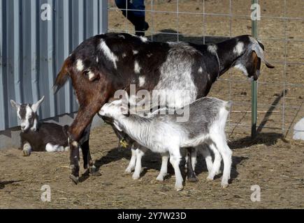 New Plymouth, Idaho. Una capra madre dà da mangiare al suo bambino sabato 21 aprile 2002. Ted Fink e sua moglie Susan si trasferirono dalla San Francisco Bay area a Ihado e divennero allevatori di capre. Si ergono vicino a 90 capre, quattro mucche e due cavalli su 60 acri. Foto Stock