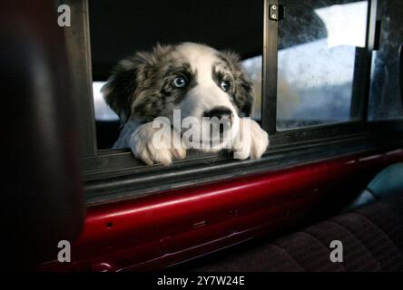 New Plymouth, Idaho, Buckaroo, l'ultimo membro del Fink Ranch, spera di poter salire sul sedile anteriore del camion di Ted Fink venerdì 20 aprile 2002. Ted Fink e sua moglie Susan si trasferirono dalla San Francisco Bay area in Idaho e divennero allevatori di capre. Si ergono vicino a 90 capre, quattro mucche e due cavalli su 60 acri. Foto Stock