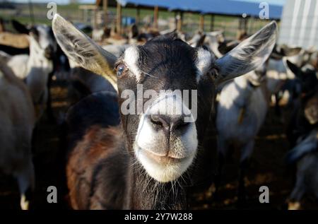 New Plymouth, Idaho.,-- una delle 80 capre al ranch Fink venerdì 20 aprile 2002. Ted Fink e sua moglie Susan si trasferirono dalla San Francisco Bay area a Ihado e divennero allevatori di capre. Si ergono vicino a 90 capre, quattro mucche e due cavalli su 60 acri. Foto Stock