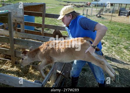 New Plymouth, Idaho, Ted Fink riporta Barney nel suo fienile prima di essere nutrito per la notte di venerdì 20 aprile 2002. Ted Fink e sua moglie Susan si trasferirono dalla San Francisco Bay area a Ihado e divennero allevatori di capre. Si ergono vicino a 90 capre, quattro mucche e due cavalli su 60 acri. Foto Stock