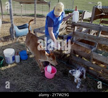 New Plymouth, ID.,-- Barney non vede l'ora di rifinire la bottiglia e lascia indietro il suo fastidio Fred, Buckaroo il cane di famiglia e Ted Fink venerdì 20 aprile 2002. Ted Fink e sua moglie Susan si trasferirono dalla San Francisco Bay area a Ihado e divennero allevatori di capre. Si ergono vicino a 90 capre, quattro mucche e due cavalli su 60 acri. Foto Stock