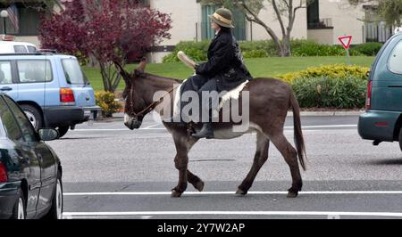 Palo alto, California - 2 aprile 2010 - donna porta il suo asino, Johnny Appleseed, per una passeggiata lungo San Antonio Road per portargli delle mele da mangiare in un mercato locale. L'asino si esibirà in un musical pasquale presso la Plundant Life Christian Fellowship Church. Foto Stock