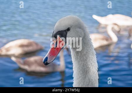 Primo piano con la testa bianca di cigno che guarda la fotocamera. Piume delicate. Sfondo di cigni sfocati sul lago Foto Stock