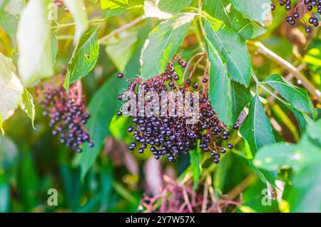 Un mazzo maturo di sambuco nero sul cespuglio. Cibo sano e cucina. Trattamento alle erbe. Messa a fuoco selettiva Foto Stock