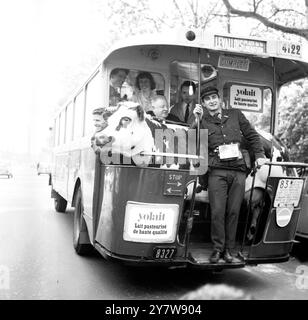 Questo autobus che ieri percorre i famosi Champs Elysees a Parigi non ha una tigre nel suo carro armato, ma una mucca sulla piattaforma. L'insolito passeggero, chiamato " Pierrette ", veniva preso per un viaggio in autobus per le strade di Parigi per pubblicizzare un'azienda lattiero-casearia locale. Speriamo che gli automobilisti, pensando che il cibo naturale sia il migliore per i loro figli, non ritornino a Parigi con una mucca nel bagagliaio mentre tornano a casa da una visita in Francia.28 aprile 1966 Foto Stock