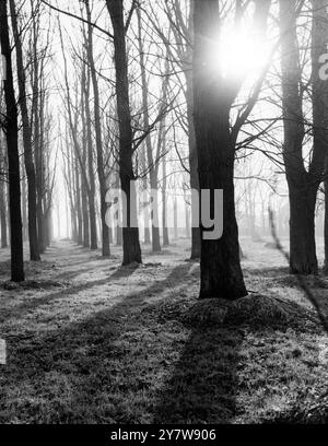 Il sole strizza attraverso un piccolo bosco di salici da cricket a Otford, Kent, mentre gennaio volge al termine.25 gennaio 1960 Foto Stock