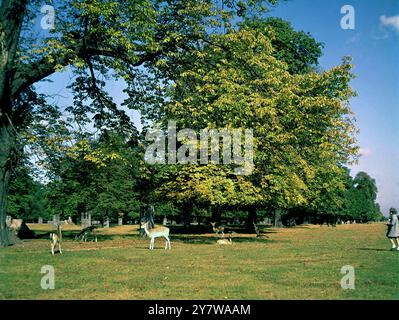 Bushey Park cervo nel Middlesex - 445 ettari. Bushey Park è meno conosciuto degli altri parchi reali. Confina con Hampton Court e deve la sua grandezza attuale ai giardinieri di Guglielmo III, Londra e Wise. Un ampio e maestoso viale di triple file di ippocastani attraversa il parco. Racchiude una grande piscina rotonda progettata da Christopher Wren con una statua di Diana di Francesco Fanelli. I cervi a riposo pascolano sotto gli alberi del parco. Il viale è stato ispirato dai precedenti francesi. ©TopFoto Foto Stock