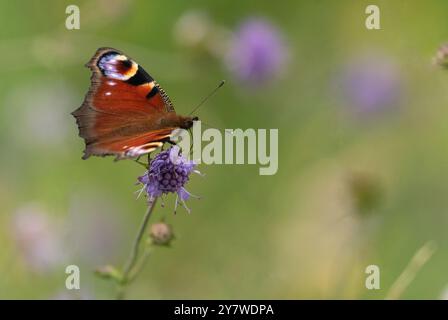 Una sola farfalla di pavone che si nutre di un fiore scabioso di un pezzo del diavolo. (Succisa pratensis). Foto Stock