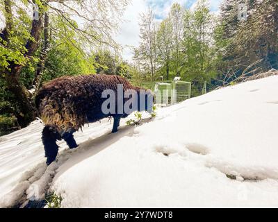 Animali nella foresta pluviale di Araucania Foto Stock