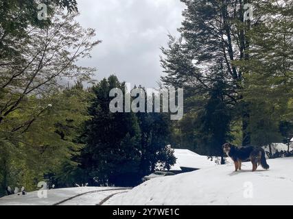 Animali nella foresta pluviale di Araucania Foto Stock