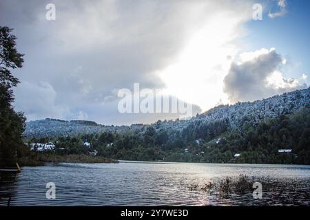 Animali nella foresta pluviale di Araucania Foto Stock