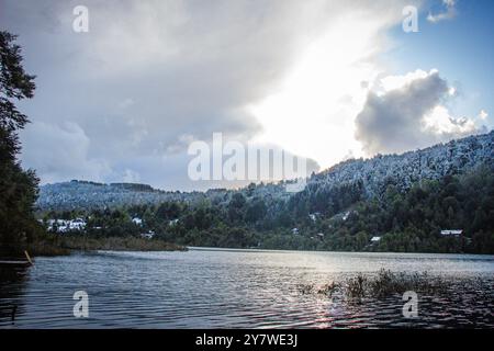 Animali nella foresta pluviale di Araucania Foto Stock