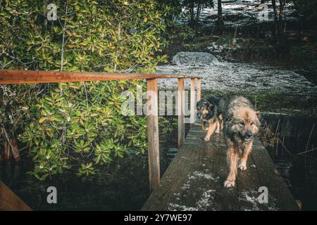 Animali nella foresta pluviale di Araucania Foto Stock