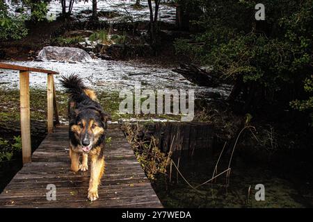 Animali nella foresta pluviale di Araucania Foto Stock