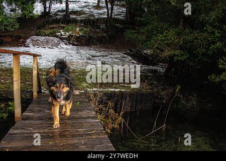 Animali nella foresta pluviale di Araucania Foto Stock