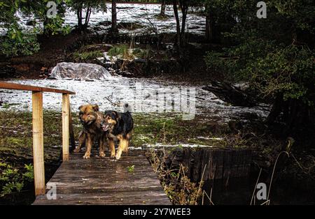 Animali nella foresta pluviale di Araucania Foto Stock